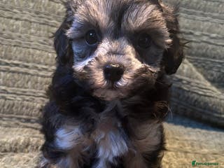 Maltipoo dogs Maltipoo puppies 1 boy left - Advert 8