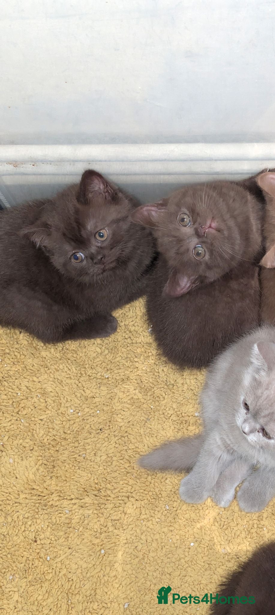 British Shorthair cats LAST BROWN Pure British shorthair kitten - Advert 1
