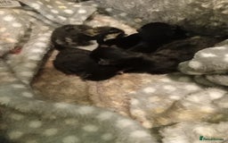 Mixed Breed cats for sale: 4 kittens available  - Image 7