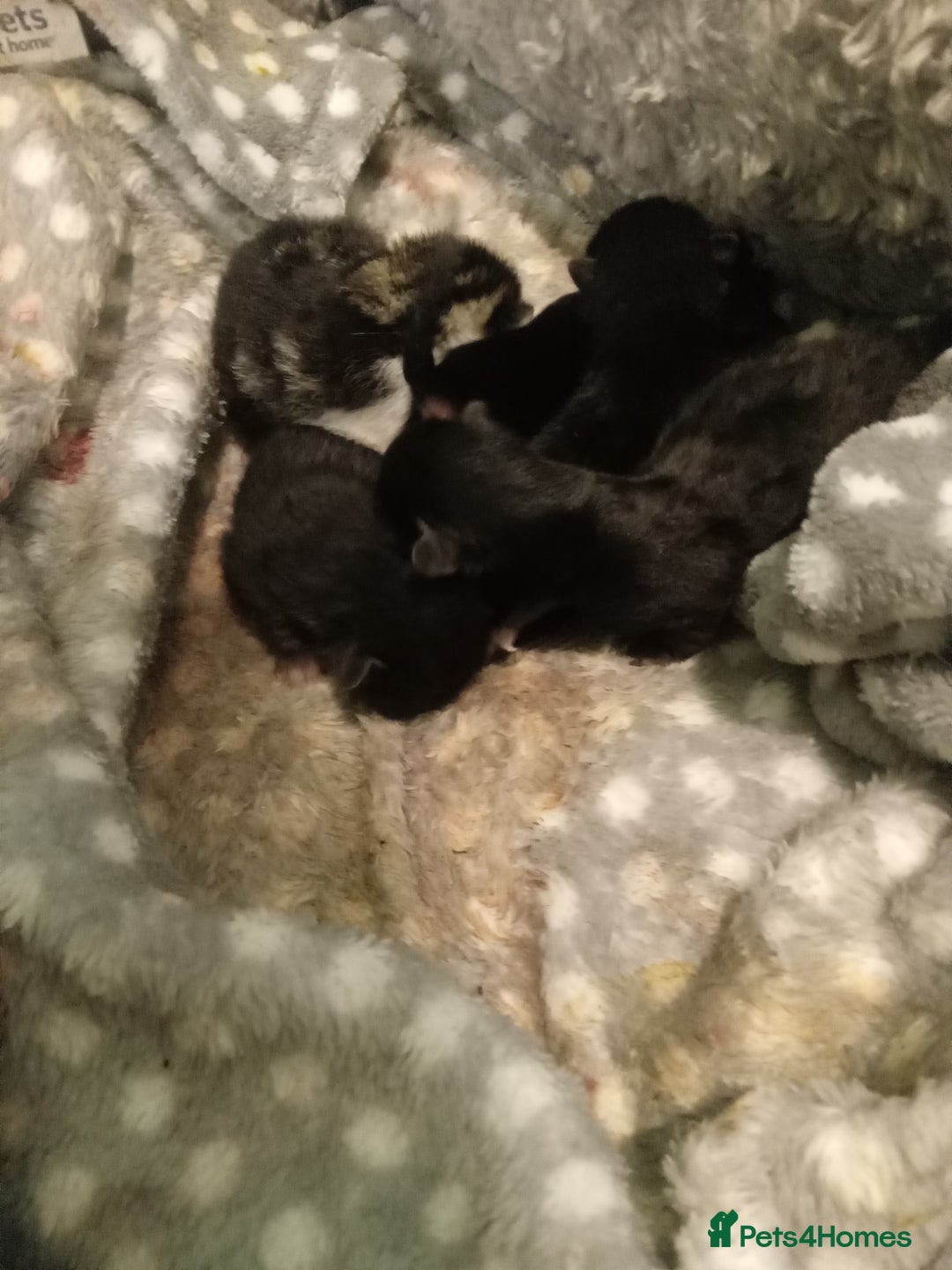 Mixed Breed cats for sale: 4 kittens available  - Image 7