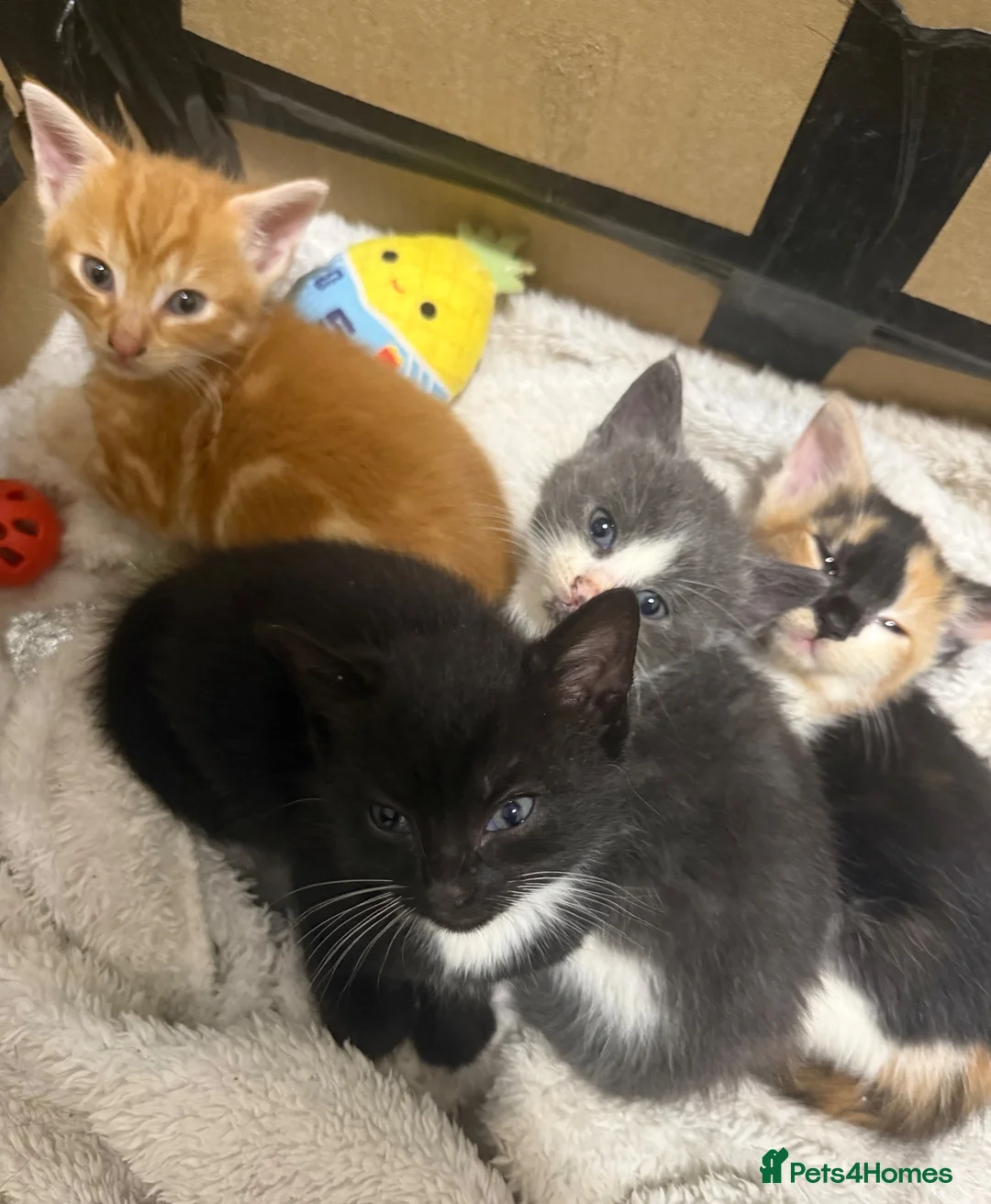 Mixed Breed cats for sale: *Beautiful mixed litter* - Advert 2
