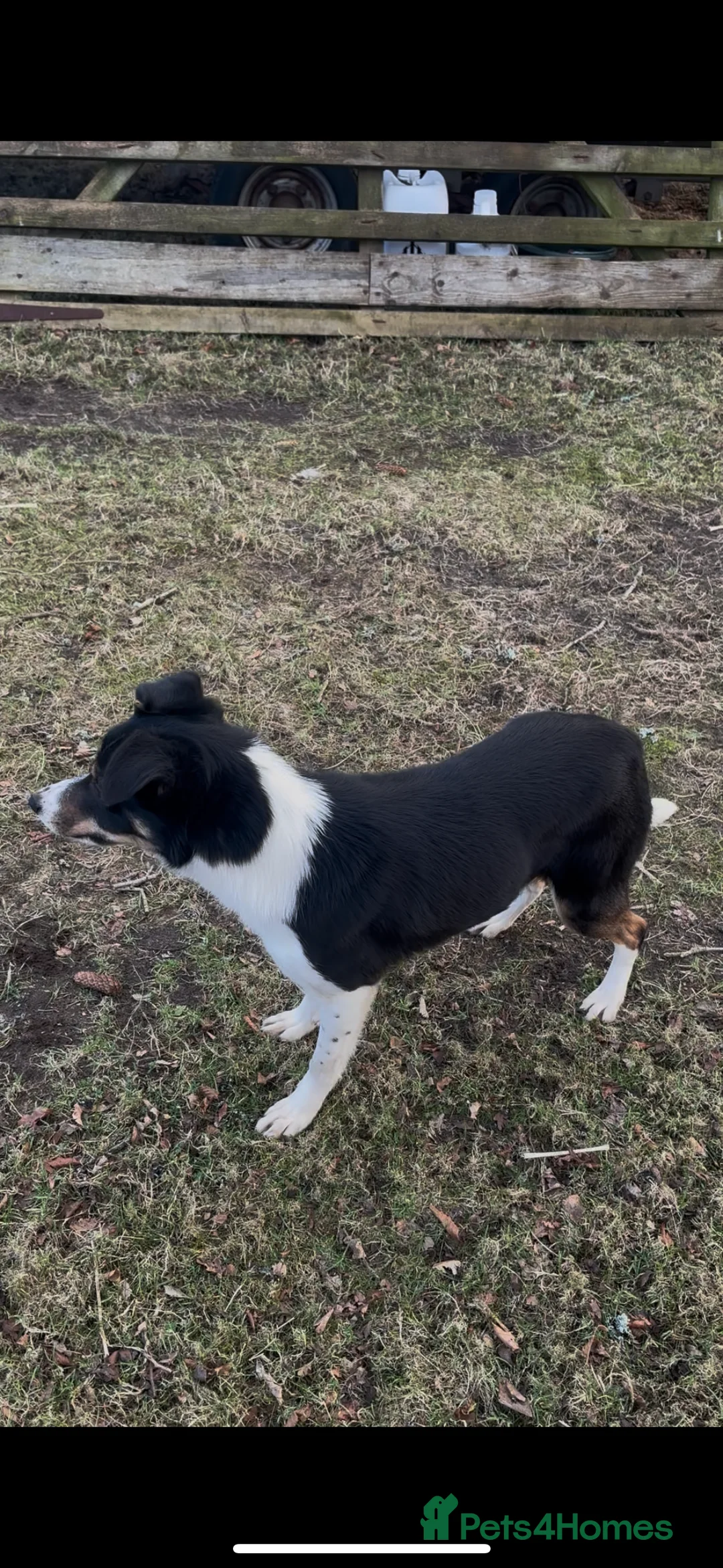 Smooth Collie dogs for sale: Smooth border collie  - Advert 3