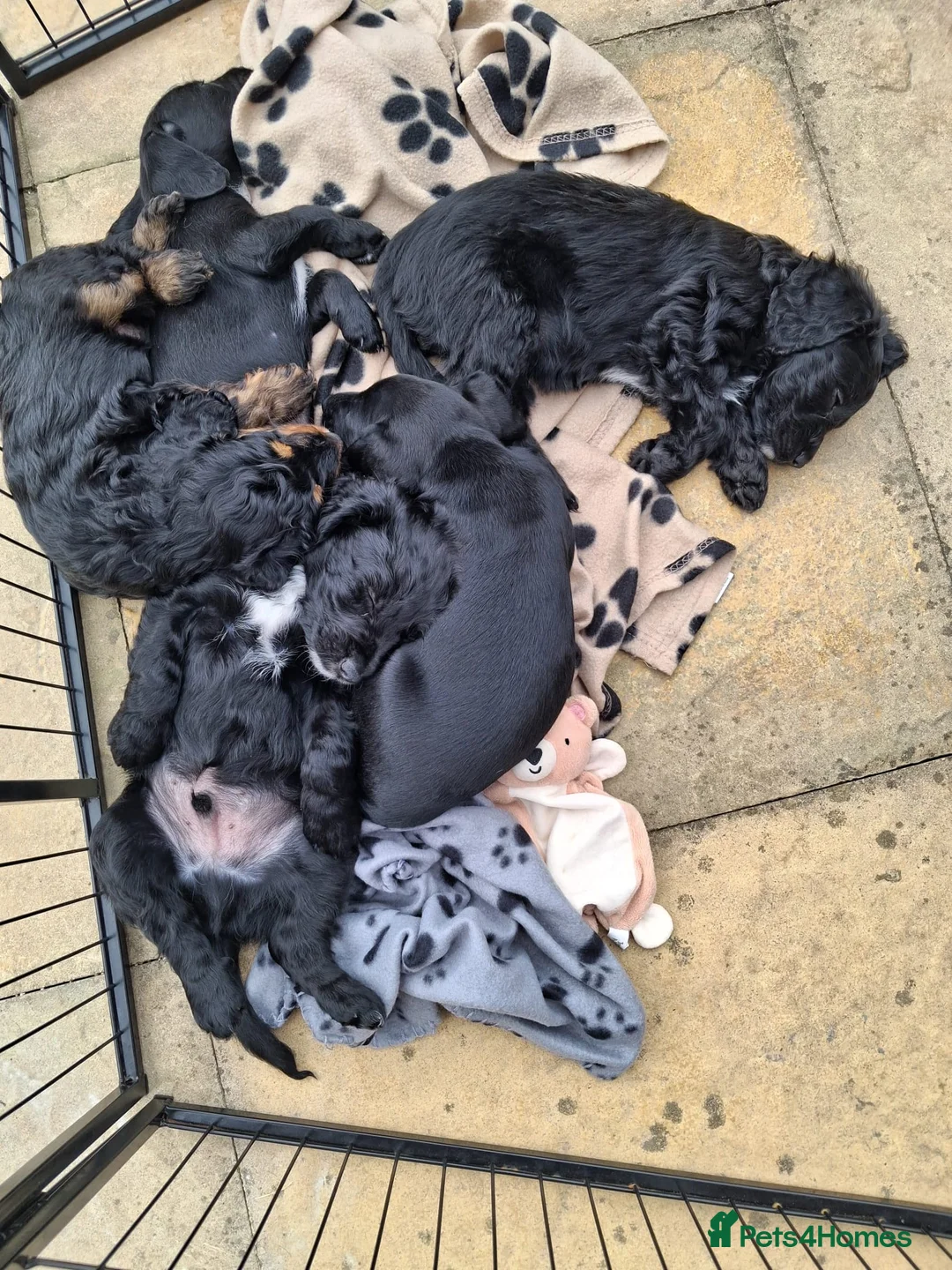 Mixed Breed dogs for sale: Cockapoo cross puppies for sale  - Advert 1