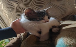 Mixed Breed cats for sale: 4 girls kittens  - Image 1