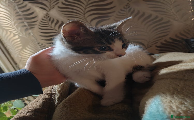 Mixed Breed cats - Advert 2