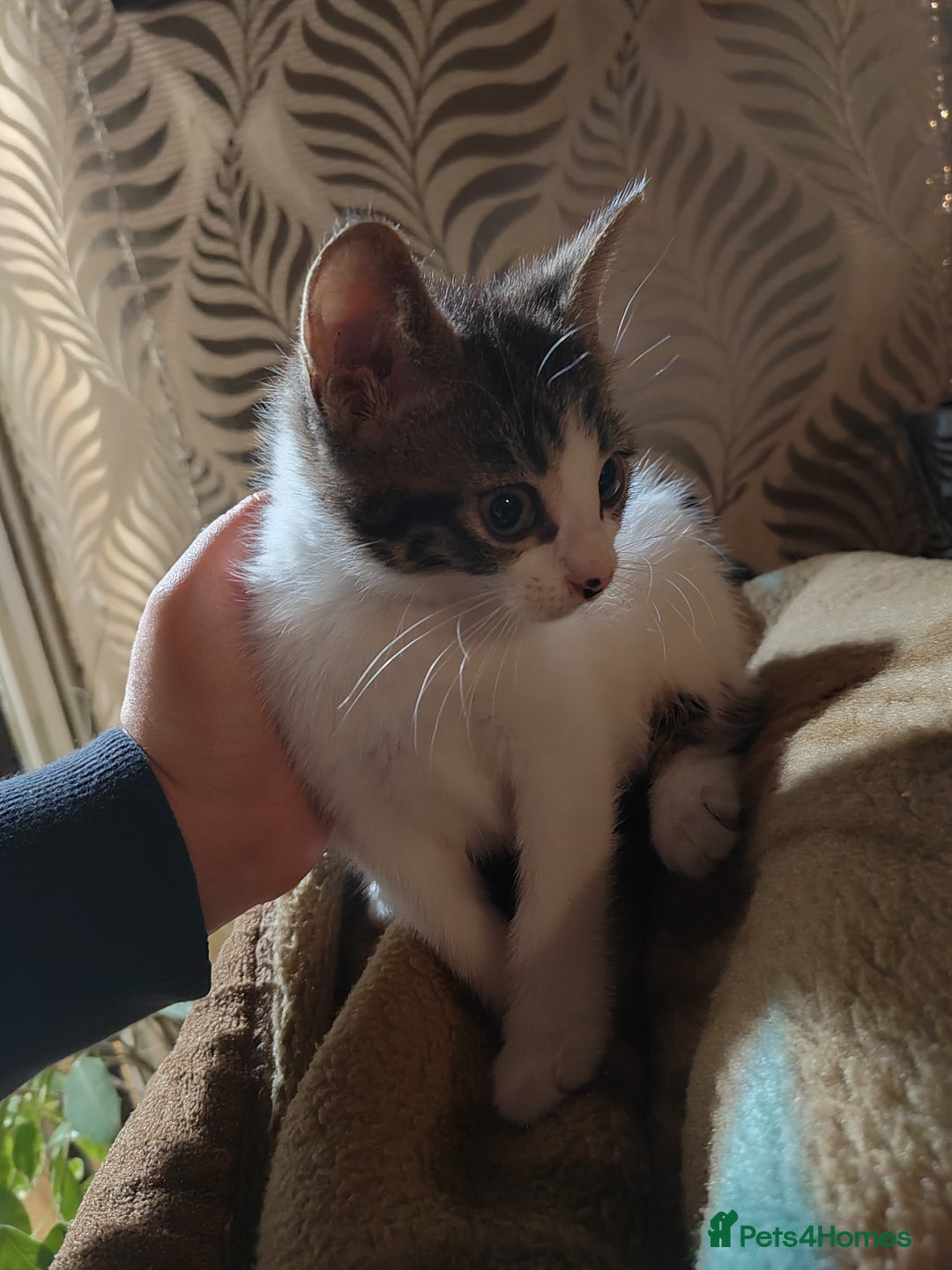 Mixed Breed cats for sale: 4 girls kittens  - Image 1