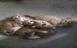 Mixed Breed cats for sale: Female ginger tabby kitten - Image 1