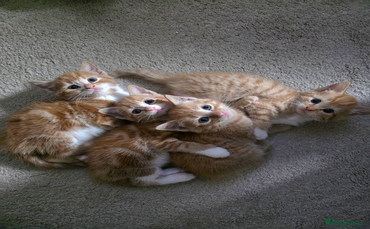 Mixed Breed cats - Advert 10