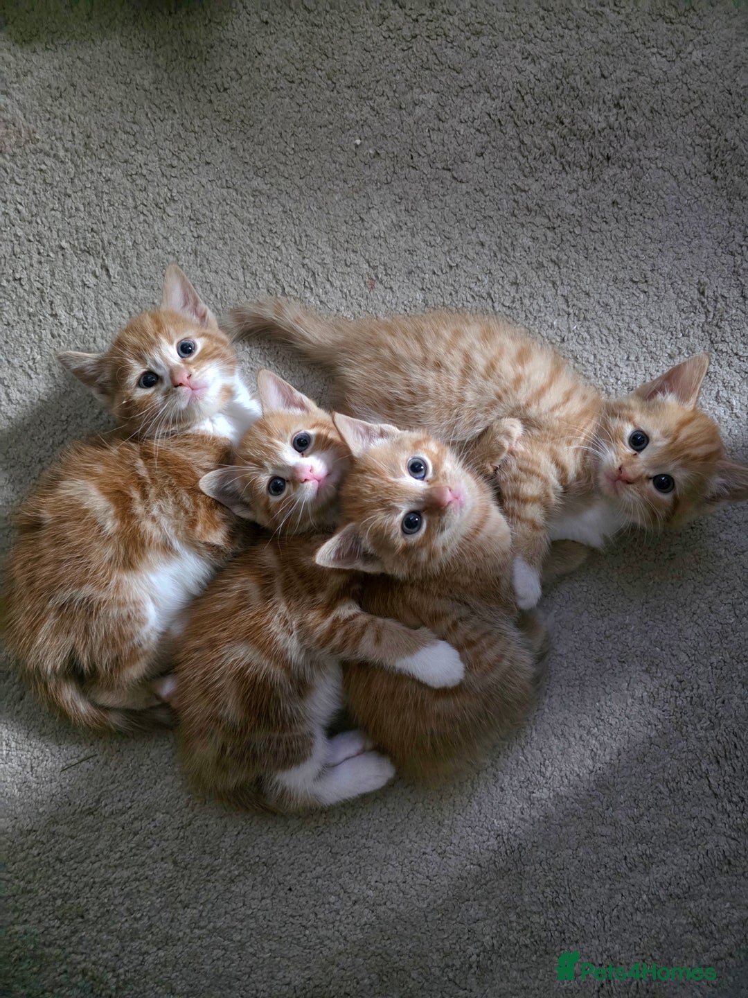 Mixed Breed cats for sale: Female ginger tabby kitten - Image 1