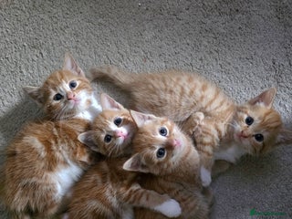 Mixed Breed cats - Advert 29