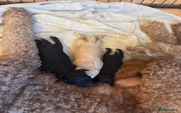 Standard Poodle dogs for sale: Beautiful pure bred Standard Poodle Puppies.  - Image 7