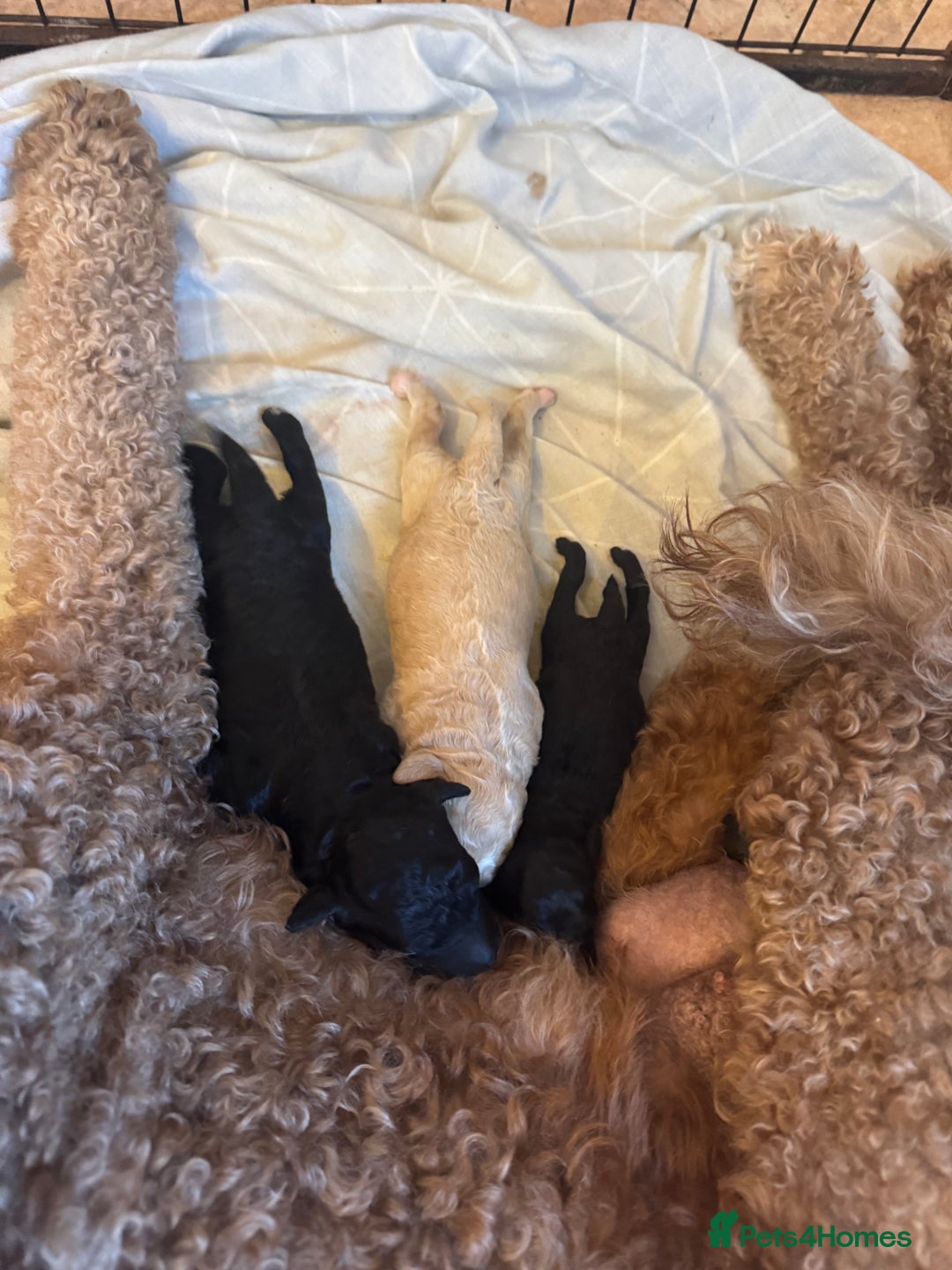 Standard Poodle dogs for sale: Beautiful pure bred Standard Poodle Puppies.  - Image 7