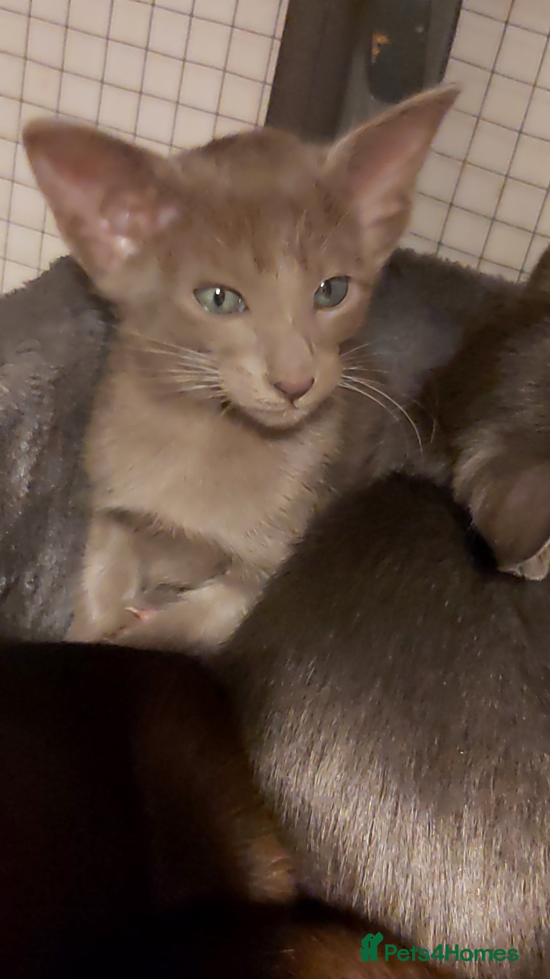 Oriental cats for sale: Full Pedigree Oriental 1 Kitten XL size ears GCCF - Advert 17