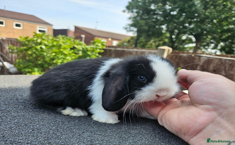 Mini Lop rabbits - Advert 3