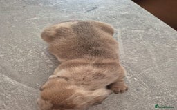 Dachshund dogs for sale: Dachounds - Image 17