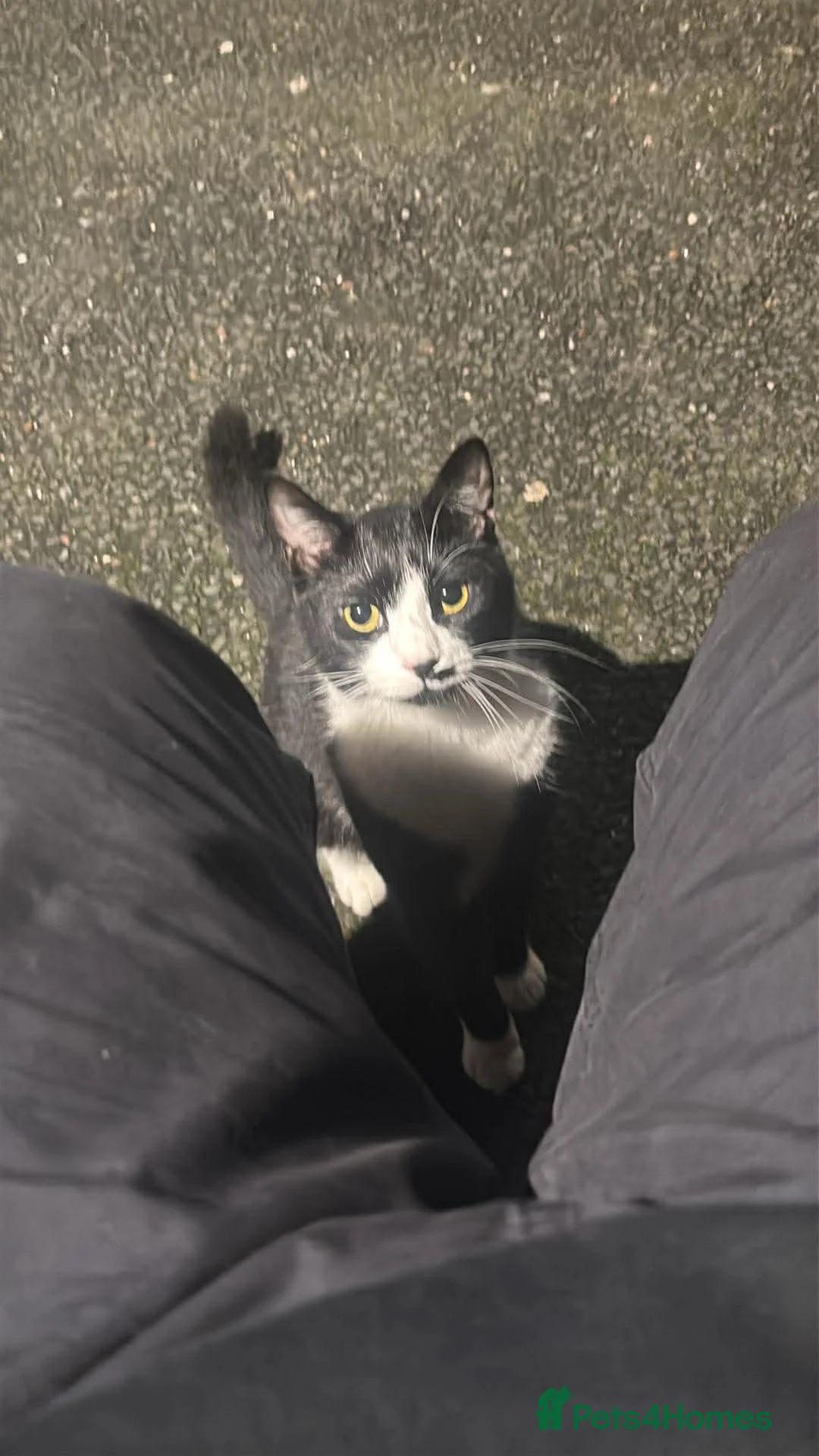 British Shorthair cats for sale: Ready to go to a loved home - FREE in Lytham Saint Annes - Advert 2