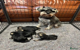 Miniature Schnauzer dogs for sale: KC Miniature Schnauzer Puppies - Image 1