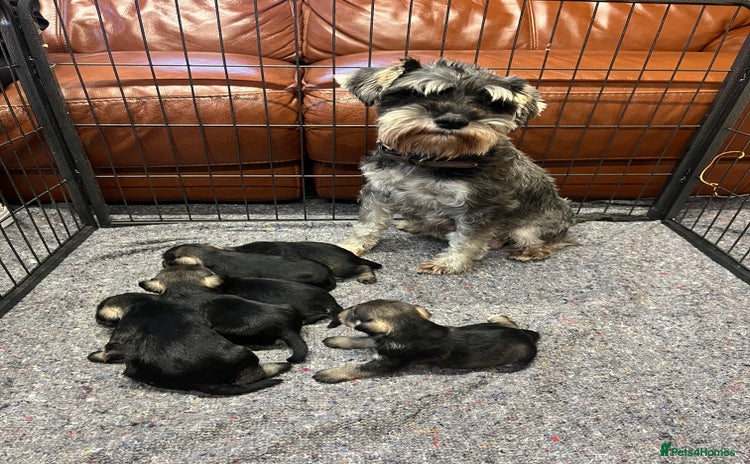 Miniature Schnauzer dogs - Advert 5