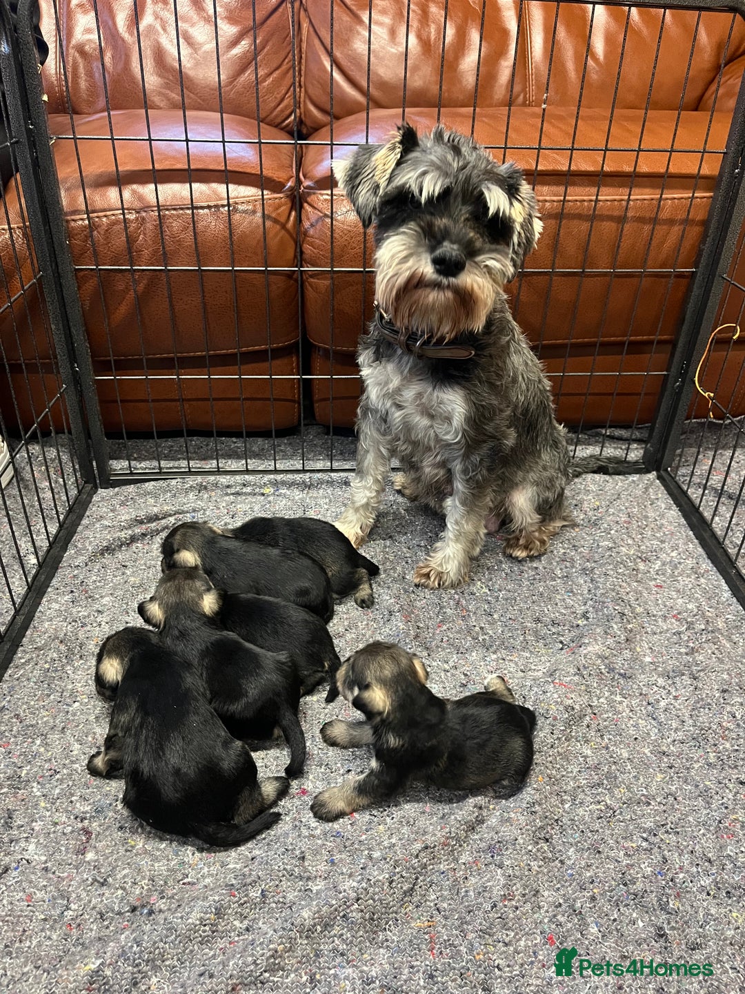 Miniature Schnauzer dogs for sale: KC Miniature Schnauzer Puppies - Image 1