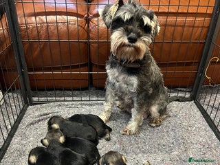 Miniature Schnauzer dogs - Advert 2