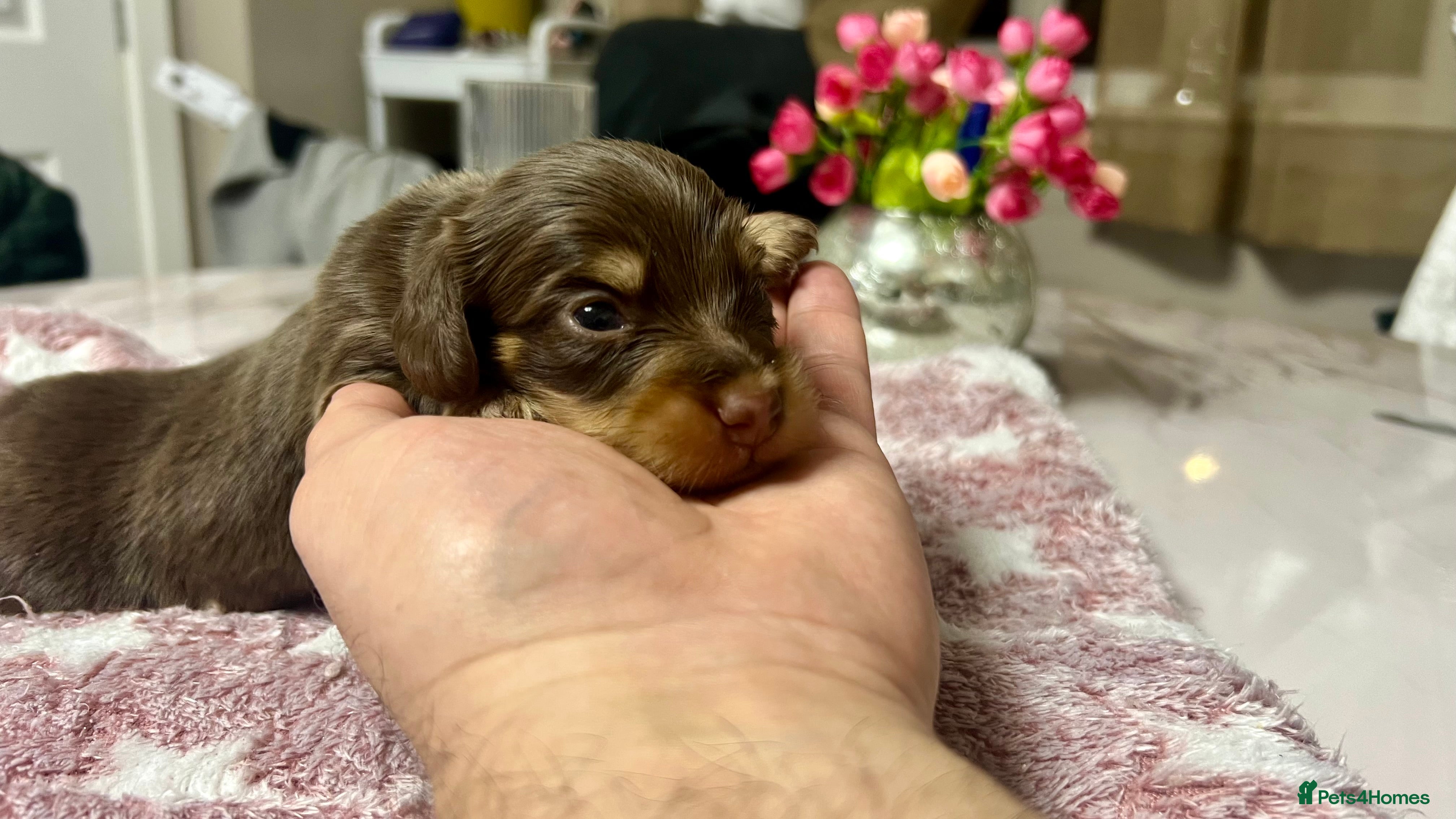Miniature Dachshund dogs ⚡️Chocolate Mini Longhair Boys🐶 – Carry Cream - Advert 6