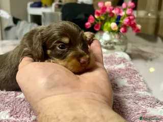Miniature Dachshund dogs ⚡️Chocolate Mini Longhair Boys🐶 – Carry Cream - Advert 6