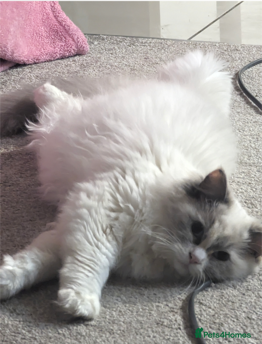 Ragdoll cats for sale: Sad Sale Beautiful Female Ragdoll - Advert 3