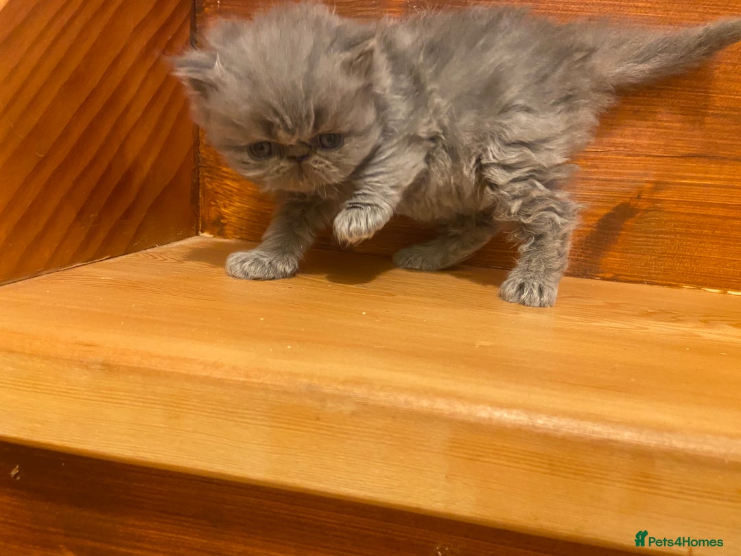 Persian cats for sale: Stunning pedigree Persian kittens - Advert 16