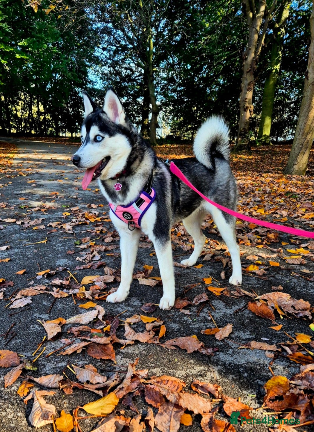 Siberian Husky dogs for sale: Perfect Mini Husky puppies - Image 12
