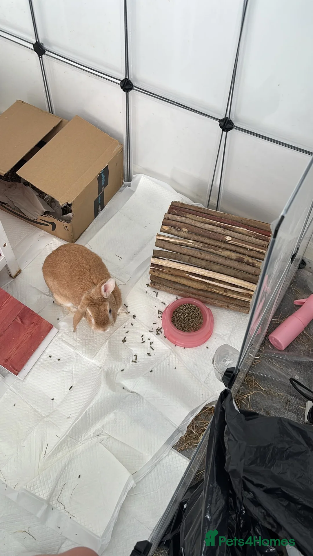Mixed Breed rabbits for sale: Rabbit to go to a good home - Advert 11