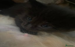 American Wirehair cats for sale: 4 kitten for sale - Image 8