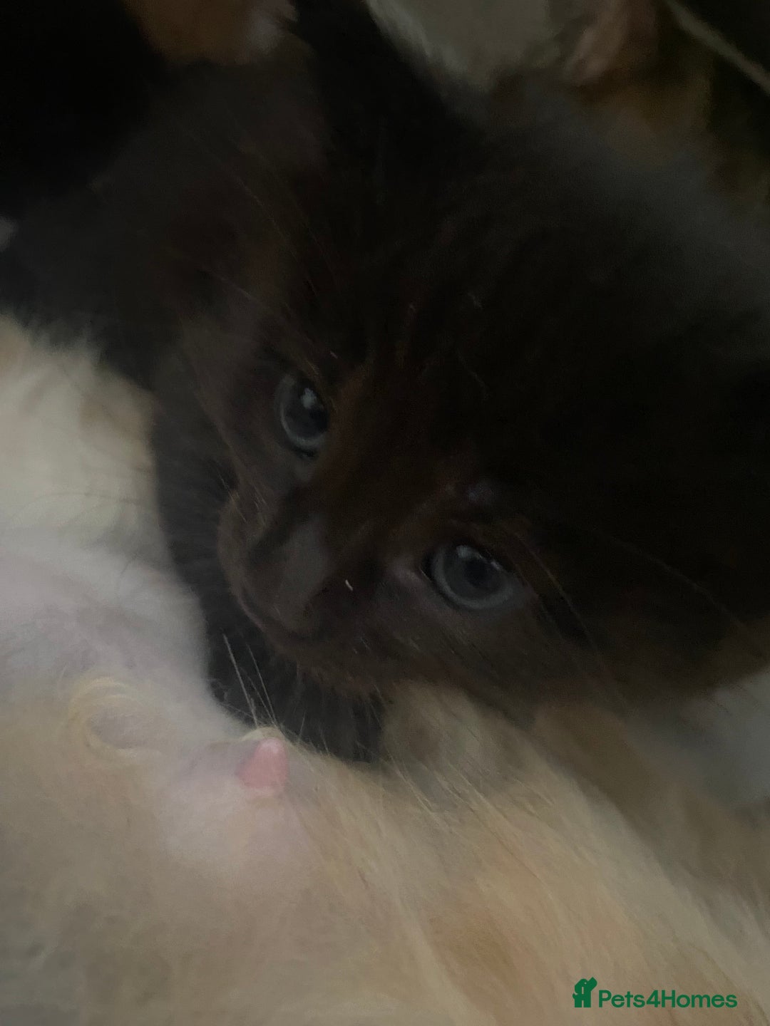 American Wirehair cats for sale: 4 kitten for sale - Image 8