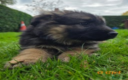German Shepherd dogs for sale: Beautiful German shepherd puppies  - Image 4