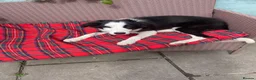 Border Collie dogs for sale: Classic Long Coated B&W Border Collie Boy Pup - Advert 4
