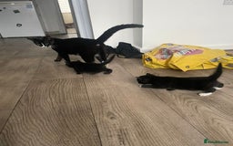 Mixed Breed cats for sale: Gorgeous short hair British Kittens  - Image 3