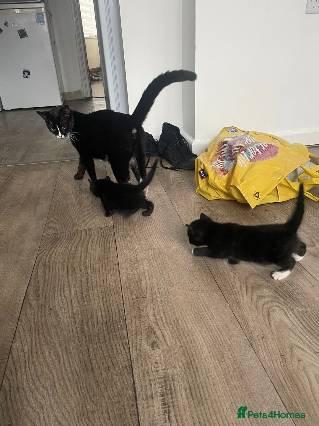 Mixed Breed cats for sale: Gorgeous short hair British Kittens  - Image 3