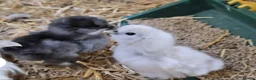 Chickens poultry for sale: 6 Silkie hatching eggs - Advert 11