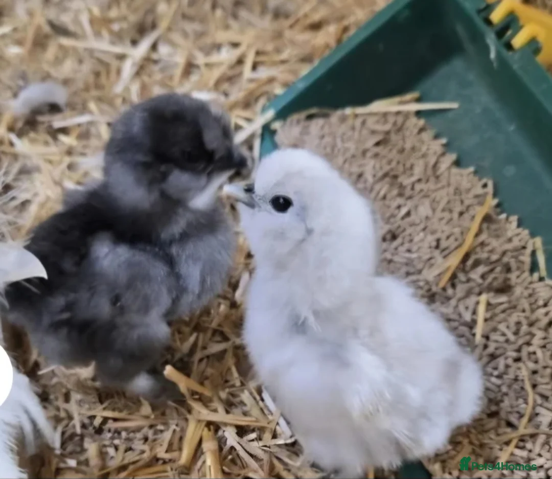 Chickens poultry for sale: 6 Silkie hatching eggs - Advert 11