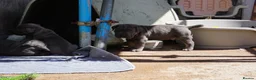 Cane Corso dogs for sale: Quality cane corso puppies - limited available  - Advert 8