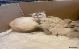 Ragdoll cats for sale: Stunning Ragdoll kittens blue lnyx ready soon  - Image 3