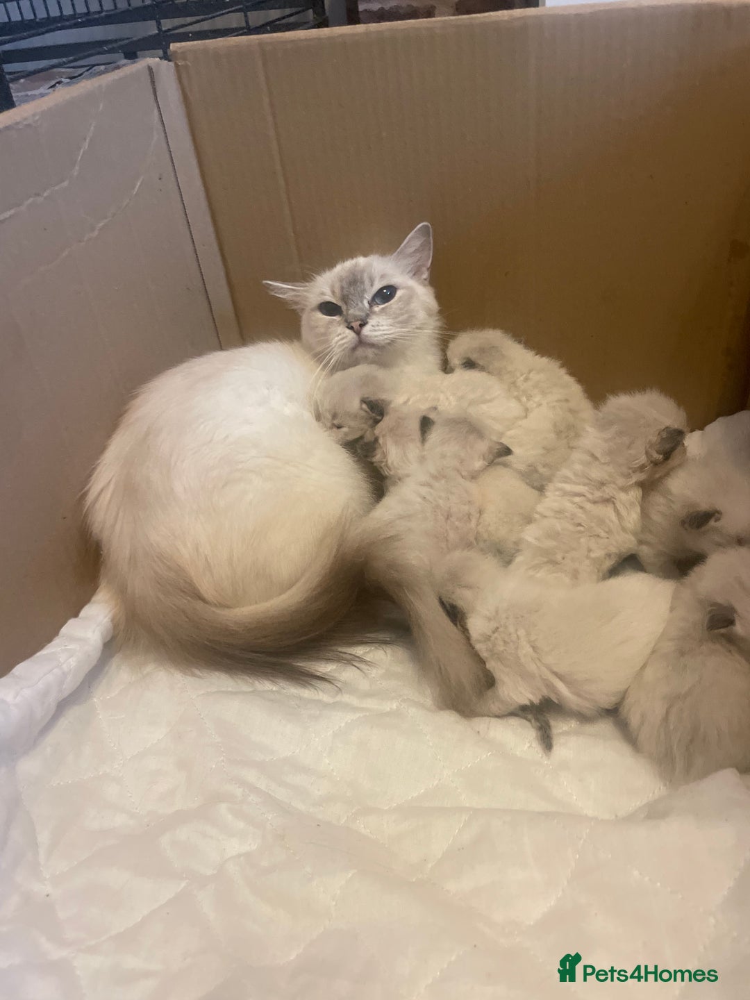 Ragdoll cats for sale: Stunning Ragdoll kittens blue lnyx ready soon  - Image 3