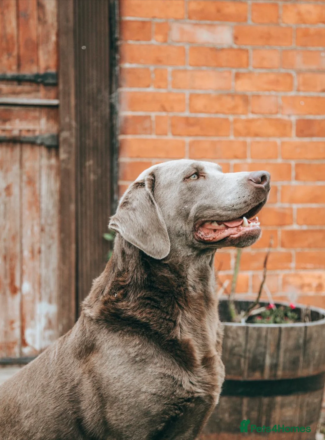 Labrador Retriever dogs for stud: Mac - UK’s Most prolific Silver Labrador Stud - Advert 3