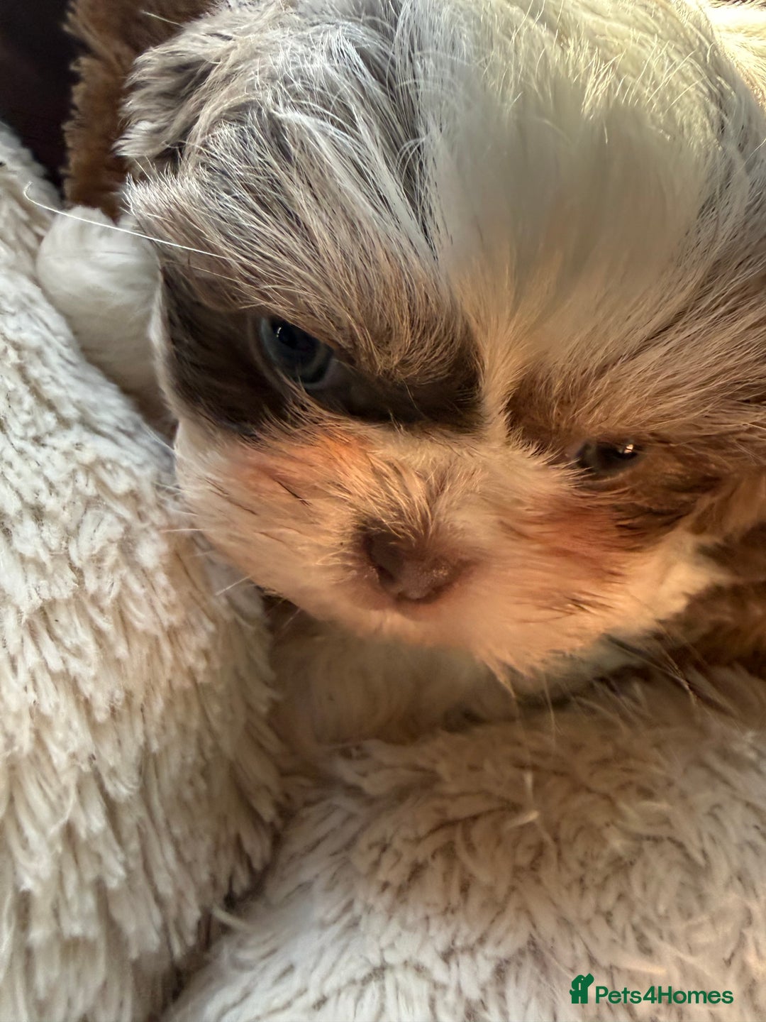 Shih Tzu dogs for sale: READY NOW …Special prices on pups POA  - Advert 12