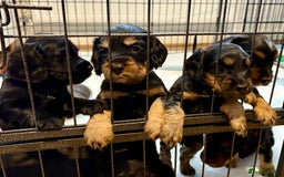 Cocker Spaniel dogs for sale: Cocker Spaniel puppies - Image 8