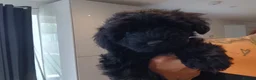 Schnoodle dogs for sale: Stunning Schnoodles  in Bury Saint Edmunds - Advert 18