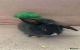 Mini Lion Lop rabbits for sale: Lion dutch lops - Image 2