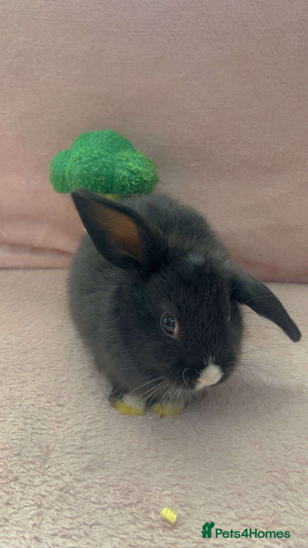 Mini Lion Lop rabbits for sale: Lion dutch lops - Image 2