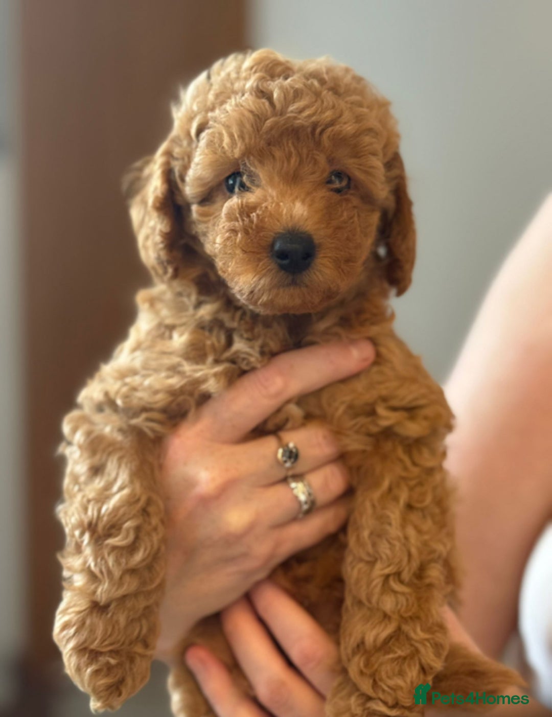 Maltipoo dogs for sale: Toy Maltipoo puppies (all girls) 8 weeks old - Image 3