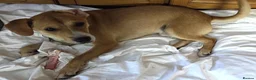 Mixed Breed dogs for sale: Jacky is a Sweet, Playful, and Clever Puppy - Advert 3