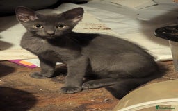 Mixed Breed cats for sale: Adorable short haired kittens - Image 7